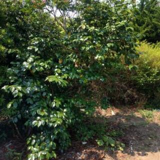 品揃え豊富！植木 苗木 観葉植物 処分品 0円〜の画像