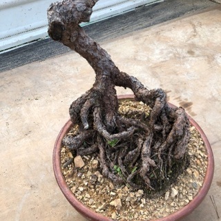 盆栽 根上がりの松