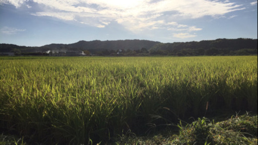 農家直送！ ゆめつくし ★27キロ