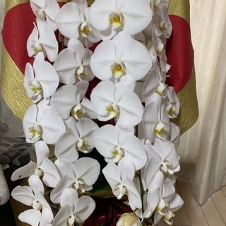胡蝶蘭