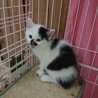 とても愛らしい甘えたな赤ちゃん猫！