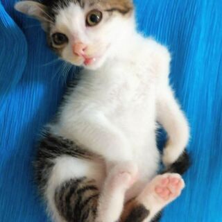 6月29日(土)の譲渡会に出します❤️キジ白男の子生後２ヶ月半 ...