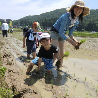 🌱  田植えメンバー募集します　🌱
