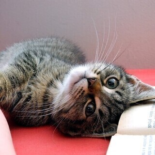 【友活♡】7月13日（土）13時♡犬猫・動物が好き会♡好きが一緒だと話が盛り上がる♡動物の好きな仕草♡可愛いところなど共感♡初参加・1人参加大歓迎♡愛知★名古屋★金山駅徒歩１分！【アットホーム・少人数】【クオカードキャンペーン♡女性限定】 − 愛知県