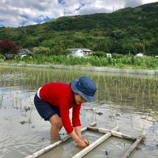 あわたま自然塾・親子田植え