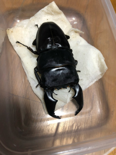 スマトラオオヒラタ♂単（アチェ）