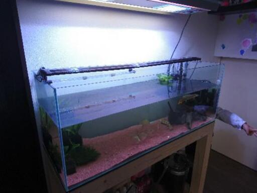 熱帯魚 120cmガラス水槽