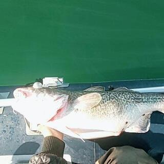 ゴムボート釣り、ミニボート釣りライングループメンバーを募集します♪ − 富山県