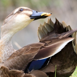 野鳥や花の写真撮影しませんか
