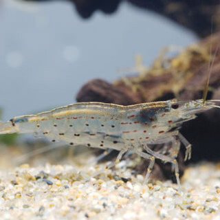 ミナミヌマエビ、水草譲ってください