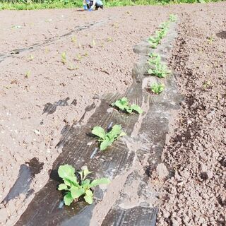 ☆農作業のお仕事☆採用枠残り5名の大☆【障がい者雇用　就労継続支...