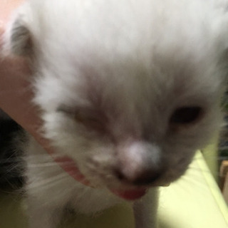 里親募集します！