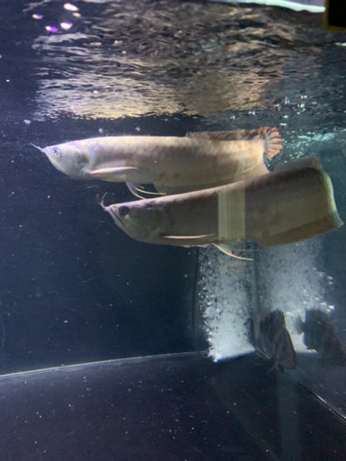 シルバーアロワナ 3匹セット