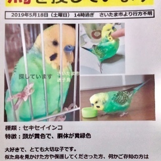 【黄色:黄緑色】セキセイインコを捜しております