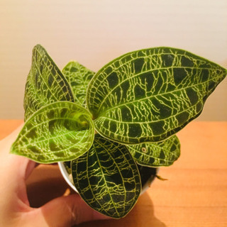 ジュエルオーキッド  宝石欄 ポットごと