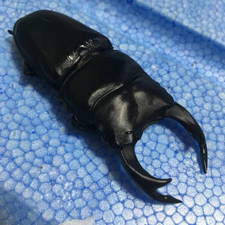 能勢産 オオクワガタ トリオ