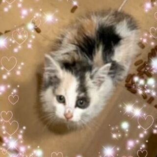 地域猫レスキュー♥ラン