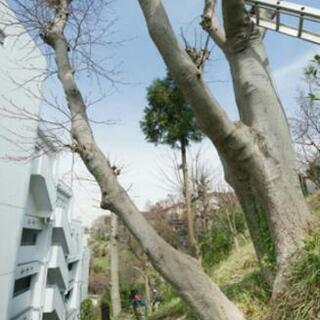 危険な傾いた大木や高木伐採承ります - 剪定/造園