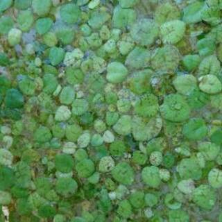 水草 浮草 ドワーフフロッグビット 10株