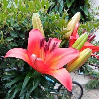 今が花季　スカシユリ画像1,2　※3,4,5は来季用のクレソン資料です