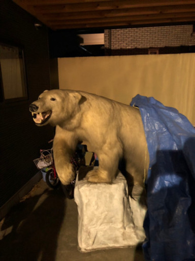 シロクマ剥製