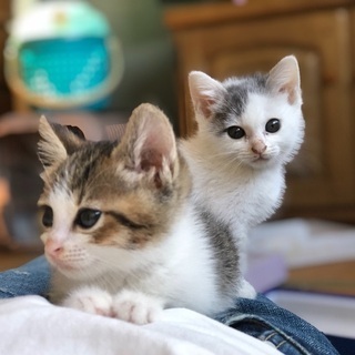 姉妹猫貰って下さい