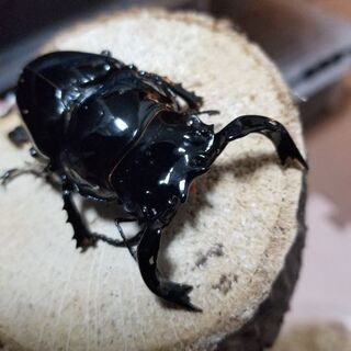 ビコルニス幼虫、ヒルスシロカブト幼虫等