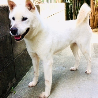 紀州犬の女の子の里親さん募集です - 犬