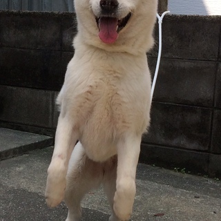 紀州犬の女の子の里親さん募集です − 山口県