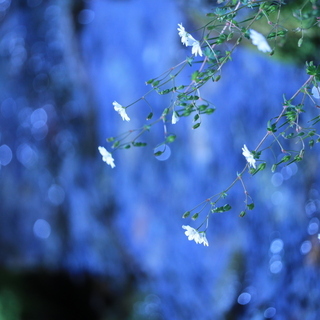 野鳥や花の写真撮影しませんか - 名古屋市