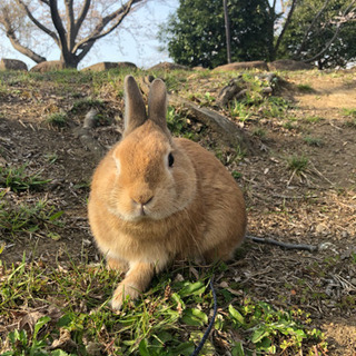 うさぎ ネザーランドドワーフ オス 1歳9ヶ月 問い合わせ多数の...