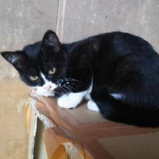 里親さん募集です