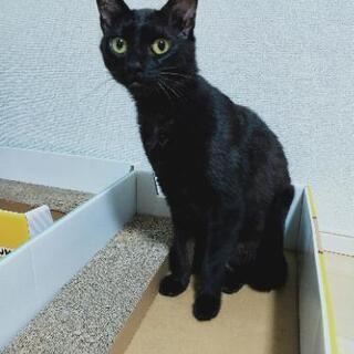 一旦募集は中断させてもらいます。
