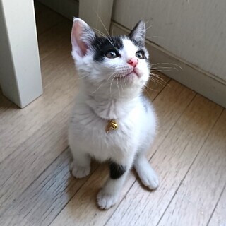 市川市より　ゴロゴロの甘ったれな推定2ヵ月の男の子♪