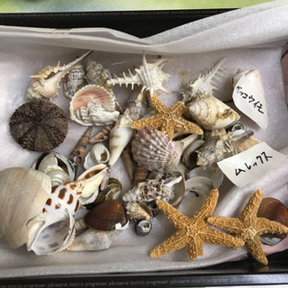 海の貝アラカルトの画像