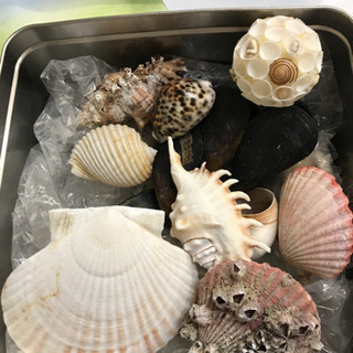 海の貝アラカルトの画像