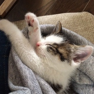 子猫　生後１ヶ月弱　里親募集