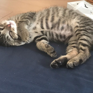 里親