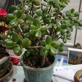 鉢植え かねのなる木 (決まりました)