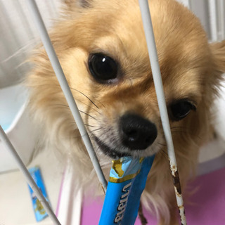 かわいいチワワ貰って下さい