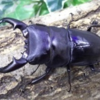 クワガタorカブトムシ採集