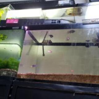 飼えなく成った熱帯魚･海水魚･水草･水槽器具等が有りましたら譲っ...