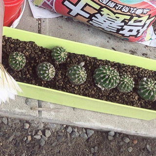 サボテンの子ども🌵の画像