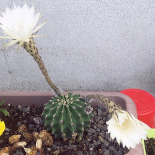 サボテンの子ども🌵の画像