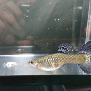 国産グッピー モザイク 稚魚5匹の画像