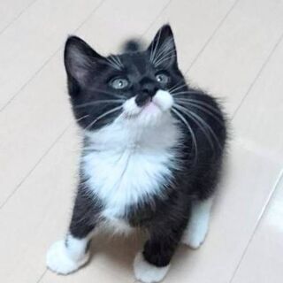 6月29日(土)の譲渡会に出します❤️黒白の男の子 半長毛 生後...