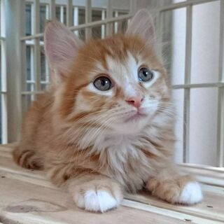 6月29日(土)の譲渡会に出します❤️メスライオン たてがみつき...