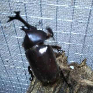 終了間近　天然　カブトムシ　オスの画像
