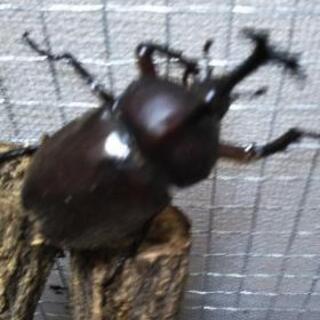 終了間近　天然　カブトムシ　オスの画像