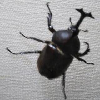 終了間近　天然　カブトムシ　オスの画像
